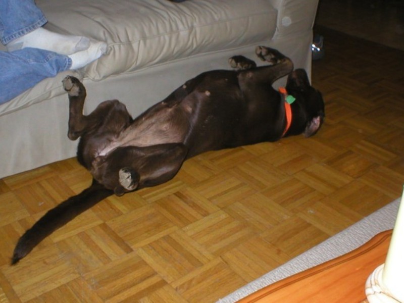 Please rub my belly.jpg